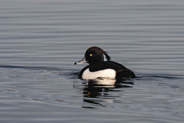 Male tufted duck (or tufted pochard) (Aythya fuligula) swimming in a lake.