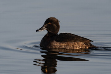 Female tufted duck (or tufted pochard) (Aythya fuligula) swimming in a lake.