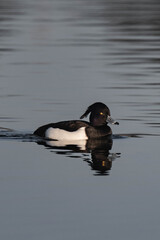 Male tufted duck (or tufted pochard) (Aythya fuligula) swimming in a lake.