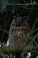 Long-eared owl (Asio otus) sleeping in a tree.