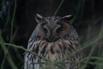 Long-eared owl (Asio otus) sleeping in a tree.