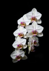 Obraz premium Elegant White Orchid Blossoms on a Black Background