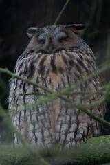 Long-eared owl (Asio otus) sleeping in a tree.