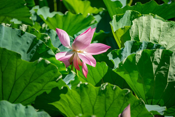 Pink lotus, blooming in pond, green leaves, fresh and tranquil.
