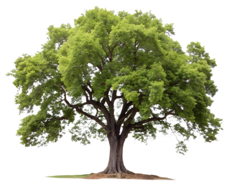 tree isolated on white or transparent background