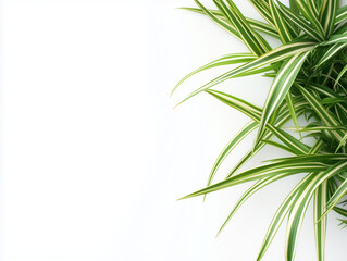 Fototapeta premium Close-Up of Vibrant Green Spider Plant Leaves on a White Background
