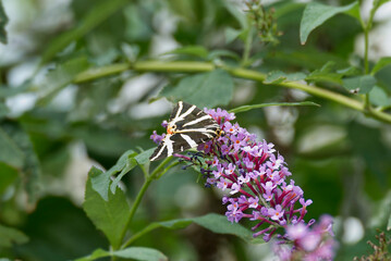 Jersey Tiger Moth (Euplagia quadripunctaria) perched on summer lilac in Zurich, Switzerland