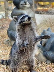 Engaging Raccoon Pose: Close-up of a raccoon standing upright, looking inquisitively, set against a...