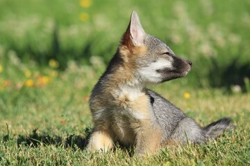 Fox Kit in Grass: Young fox kit sitting in lush green grass, looking up with a gentle gaze, capturing the innocence and beauty of young wildlife
