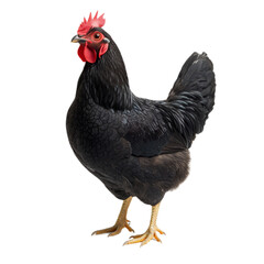 Fototapeta premium Black Australorp Hen Isolated on White Background.