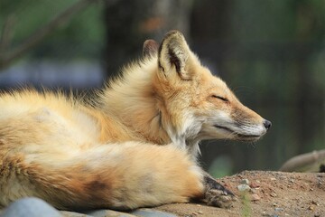 Restful Fox: Sleeping fox curled up on a rocky terrain, its golden fur blending seamlessly with the serene forest environment, ideal for nature themes
