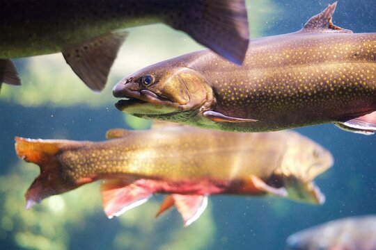 Brook Trout