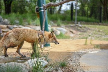 Curious Fox: Fox exploring a grassy field, looking intently towards the camera, showcasing wildlife curiosity in a natural habitat
