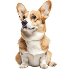 Adorable Pembroke Welsh Corgi Puppy Sitting