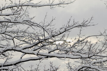winter background, photo of snowy tree branches and gray sky in winter view from below