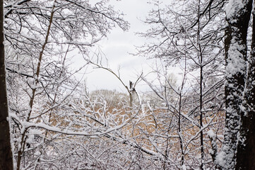 winter background, photo of snow-covered tree branches in the forest in winter