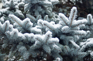 winter background, photo of spruce branches in the forest in winter covered with snow