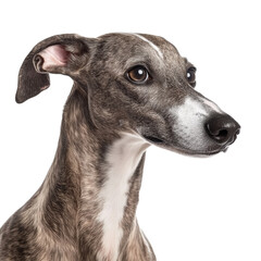 Whippet Dog Portrait