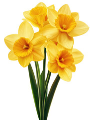 Naklejka premium Aesthetic spring flower flowers on transparent background