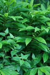Obraz premium green leaves of a plant