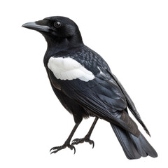 Black and White Magpie Bird Isolated on White Background