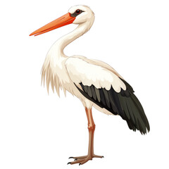 Cute stork illustration animal waterfowl bird on transparent background