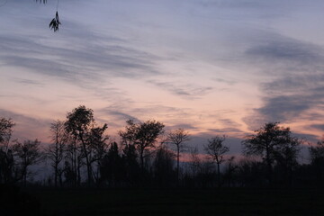 sunset view and tress silhouette