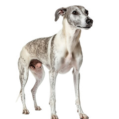 Whippet Dog Breed Standing on White Background
