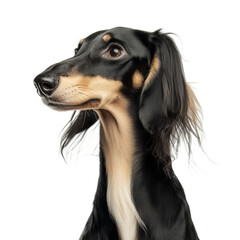 Elegant Saluki Dog Profile against White Background