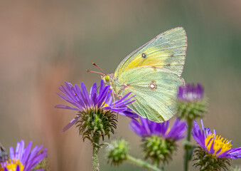 Orange Sulphur Butterfly