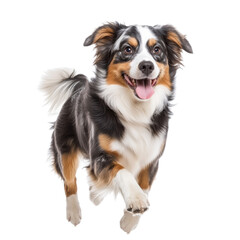 Happy Australian Shepherd Dog Running