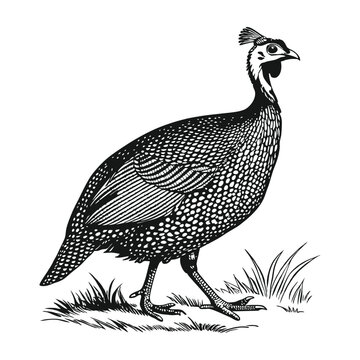 Guinea fowl silhouette vector illustration design isolated on a white background