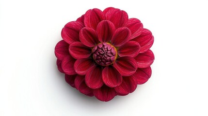 Isolated vibrant red dahlia flower top view on white background