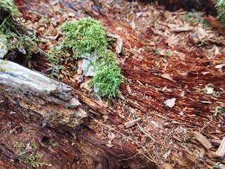 Natural forest background. Spring background with green moss on a rotten tree trunk.