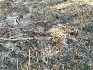 Burnt grass background. Field after fire.