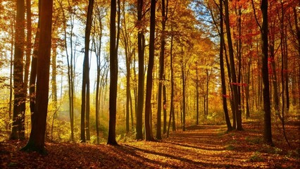 Obraz premium Colorful Panorama of Autumn Beech Tree Forest Illuminated by Sunlight