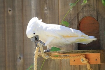 Cockatoo Nibbling Rope: White cockatoo playfully nibbling on a hanging rope, captured in a rustic outdoor setting with natural light.  © Steam Cone Story