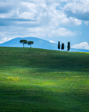Lone trees standing still in the Val d'Orcia, Tuscany
