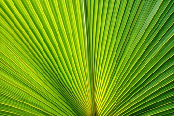 Palm leaf texture in close-up featuring radiating green patterns