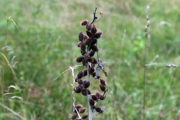 xanthium strumarium (rough cocklebur) is a species of annual plants of the family Asteraceae
