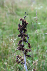 xanthium strumarium (rough cocklebur) is a species of annual plants of the family Asteraceae