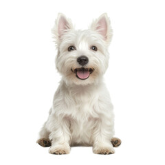 Happy West Highland White Terrier Puppy Sitting