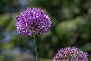 Allium hollandicum persian onion dutch garlic purple sensation flowering plant, ornamental flowers in bloom