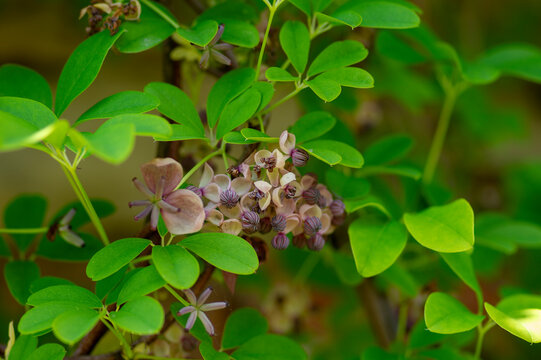 Akebia quinata beutiful creeping flowering plant, light pink purple five-leaf chocolate vine flowers in bloom