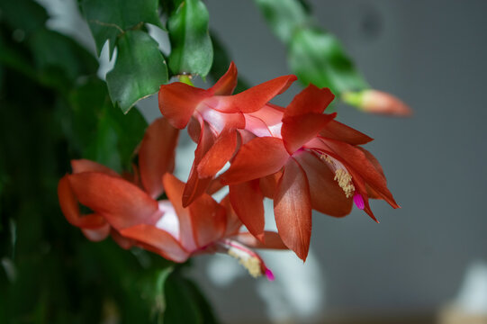 Schlumbergera truncata Thanksgiving Christmas cactus in bloom orange red flowering houseplant in detail