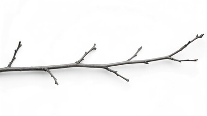 Minimalist Bare Tree Branch on a White Background