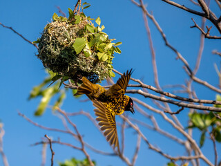 A village weaver bird (Ploceus cucullatus), photographed in Hwange National Park.