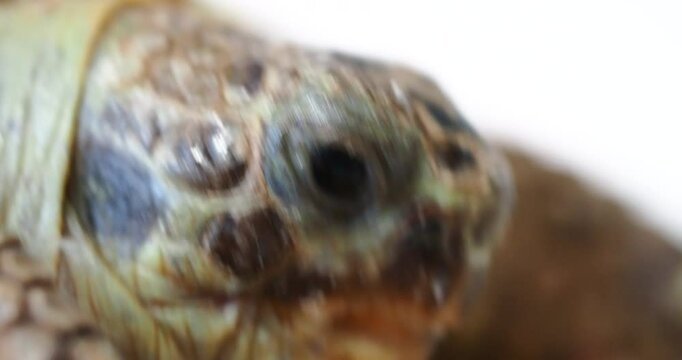 turtle eats apple on tiles at home floor