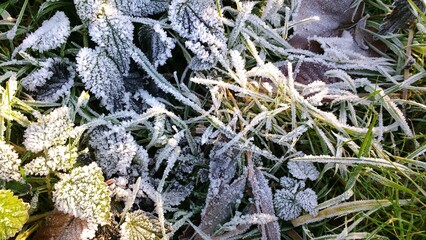 Winter leaves background texture. Closeup of a dry brown fallen leaf over grass during winter, view...