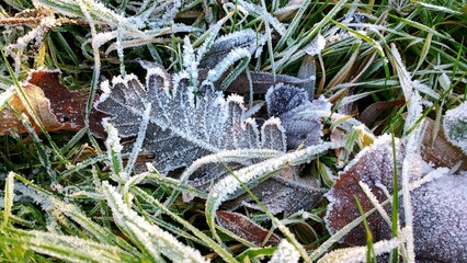Winter leaves background texture. Closeup of a dry brown fallen leaf over grass during winter, view...
